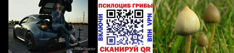 Купить закладки  Сосновоборск  Псилоцибиновые грибы прущие грибы 